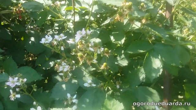 Показываю сколько ягод даст один куст бесшипной ежевики