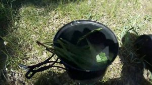 ?ПОДОРОЖНИК ЕВРОПЕЙСКИЙ / СЪЕДОБНОЕ РАСТЕНИЕ?