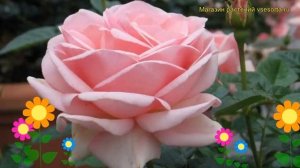 Роза флорибунда Квин Элизабет. Краткий обзор, описание характеристик, где купить саженцы