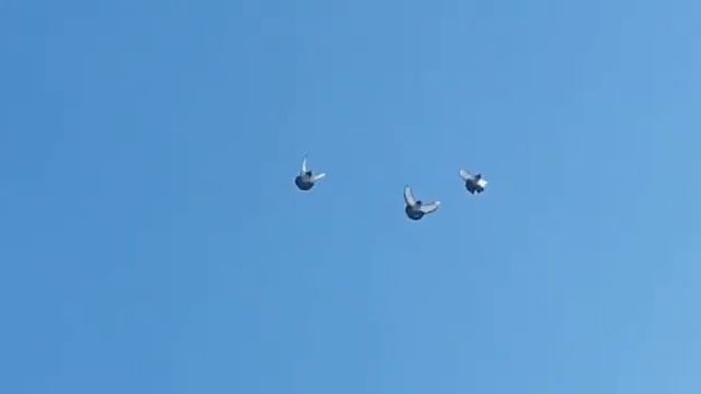 Душевная песня про голубей. смотреть онлайн