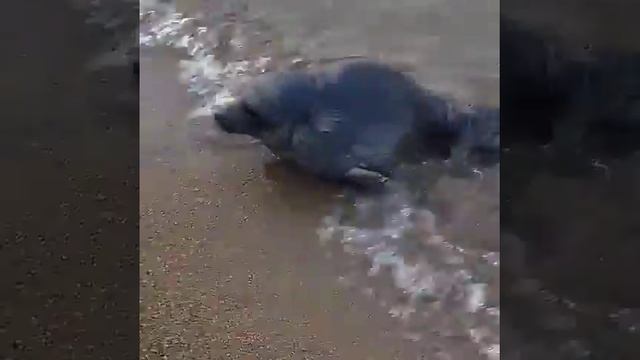 Байкал, нерпа смотреть онлайн