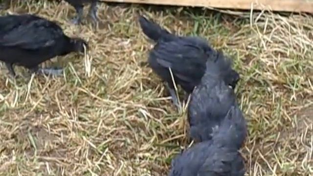 Цыплята Ухэйилюй в сравнение с Кучинскими и Павловскими смотреть онлайн