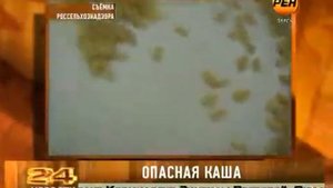 Пациентов кормили крупой, зараженной суринамским мукоедом