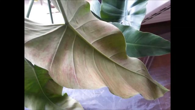 Цветущий филодендрон или ??? смотреть онлайн