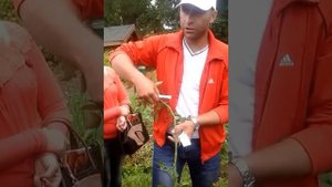 Штамбовая роза. Прививка , уход.
