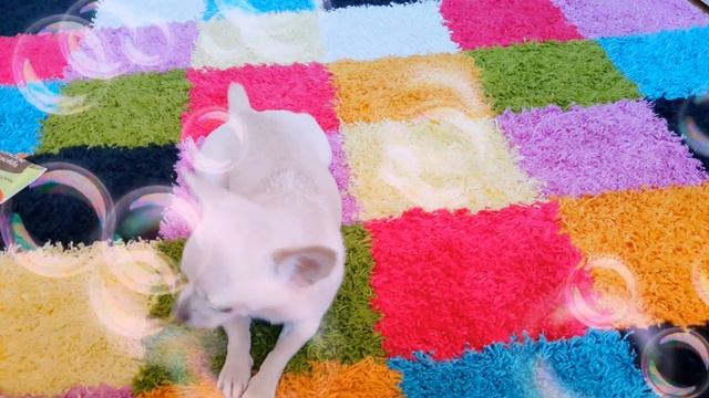 Как научить собаку команде: РАЗВЕДКА (ползи))? смотреть онлайн