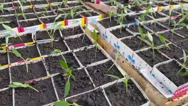 Начало пикировки сладкого перца, 20.03.2023. смотреть онлайн