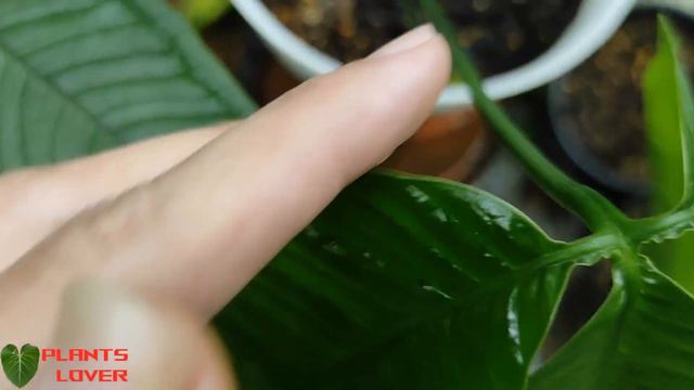 RARE Anthurium - Moonenii Anthurium Plant - Anthurium Species - Ornamental Plants - Plants Lovers смотреть онлайн