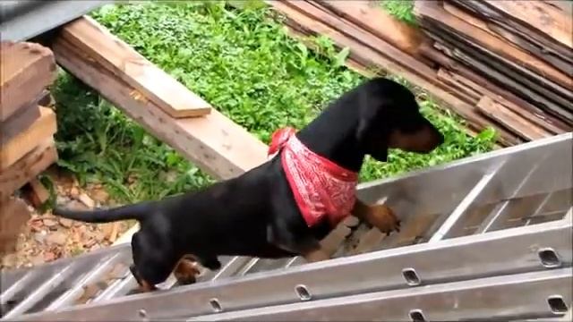 MIsija Kopėčios смотреть онлайн