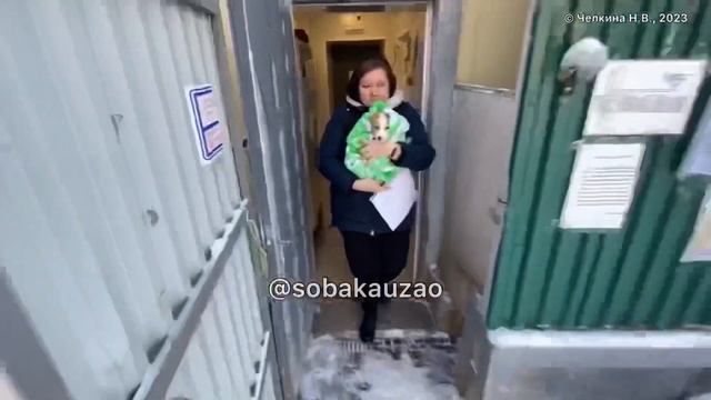 Щенок Боня из приюта «Щербинка» уехала домой! Проект помощи животным @Sobakauzao