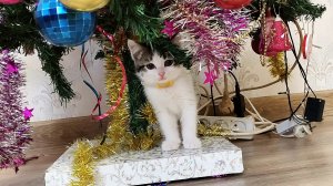 Маленький котенок, рождественская елка и зеленый шарик.