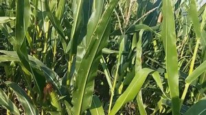 Выращивание кукурузы. Обзор. Наливается початок.