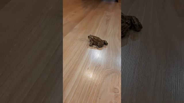 Червяк и многоножки были съедены смотреть онлайн