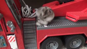 Хомяк-пожарный. Пожарная машина Bruder Mack.