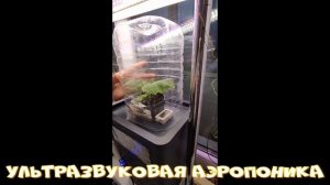 Ультразвуковая аэропоника