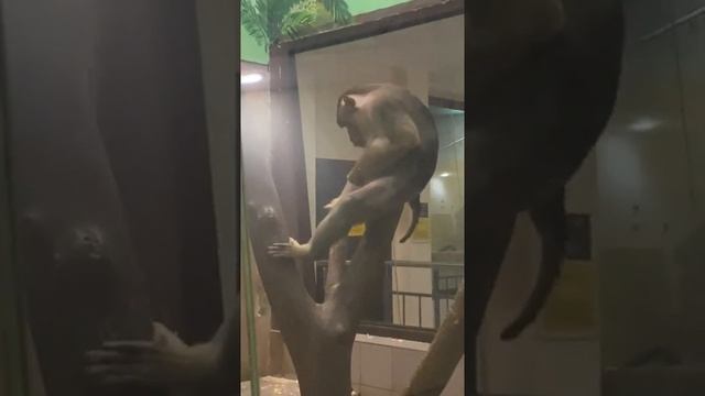 Funny video - Masturbating monkey in the zoo/Взрослая обезьяна развлекается как может в зоопарке