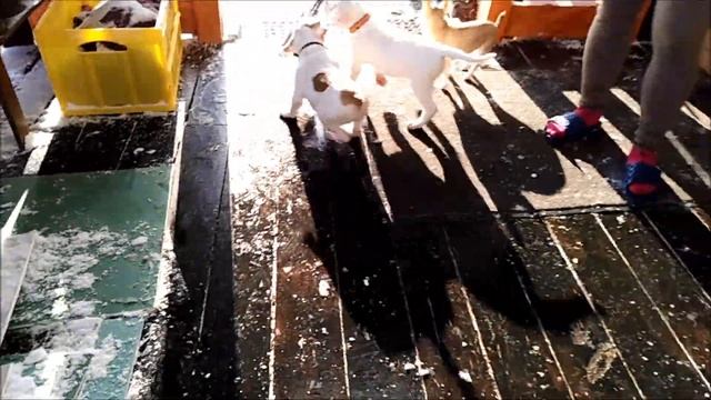 АМЕРИКАНСКИЙ БУЛЬДОГ. ПРЫГАЮТ, ИГРАЮТ. ДЕВОЧКА В ПРОДАЖЕ. 13.11.20 смотреть онлайн