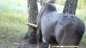 Лось на солонце в национальном парке "Угра".