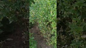 Спасение Самшита. Самшитовая огневка и меры борьбы