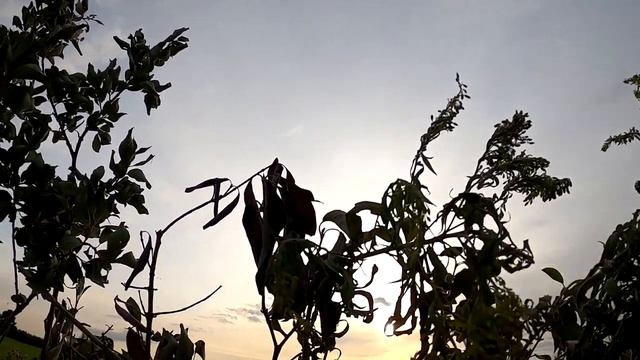 Goose Hunting. Охота на канадского гуся. смотреть онлайн