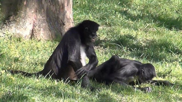 Зоопарк в Праге смотреть онлайн