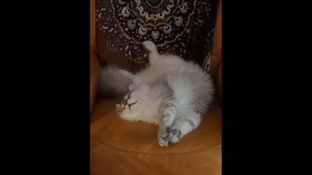 Наши Невские Маскарадные котята Паша, Степаша и Миша. Жизнь малышей продолжается... смотреть онлайн