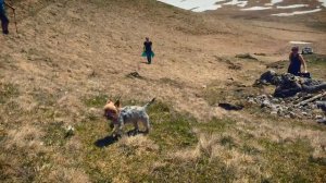 yorkshire terrier in the mountains