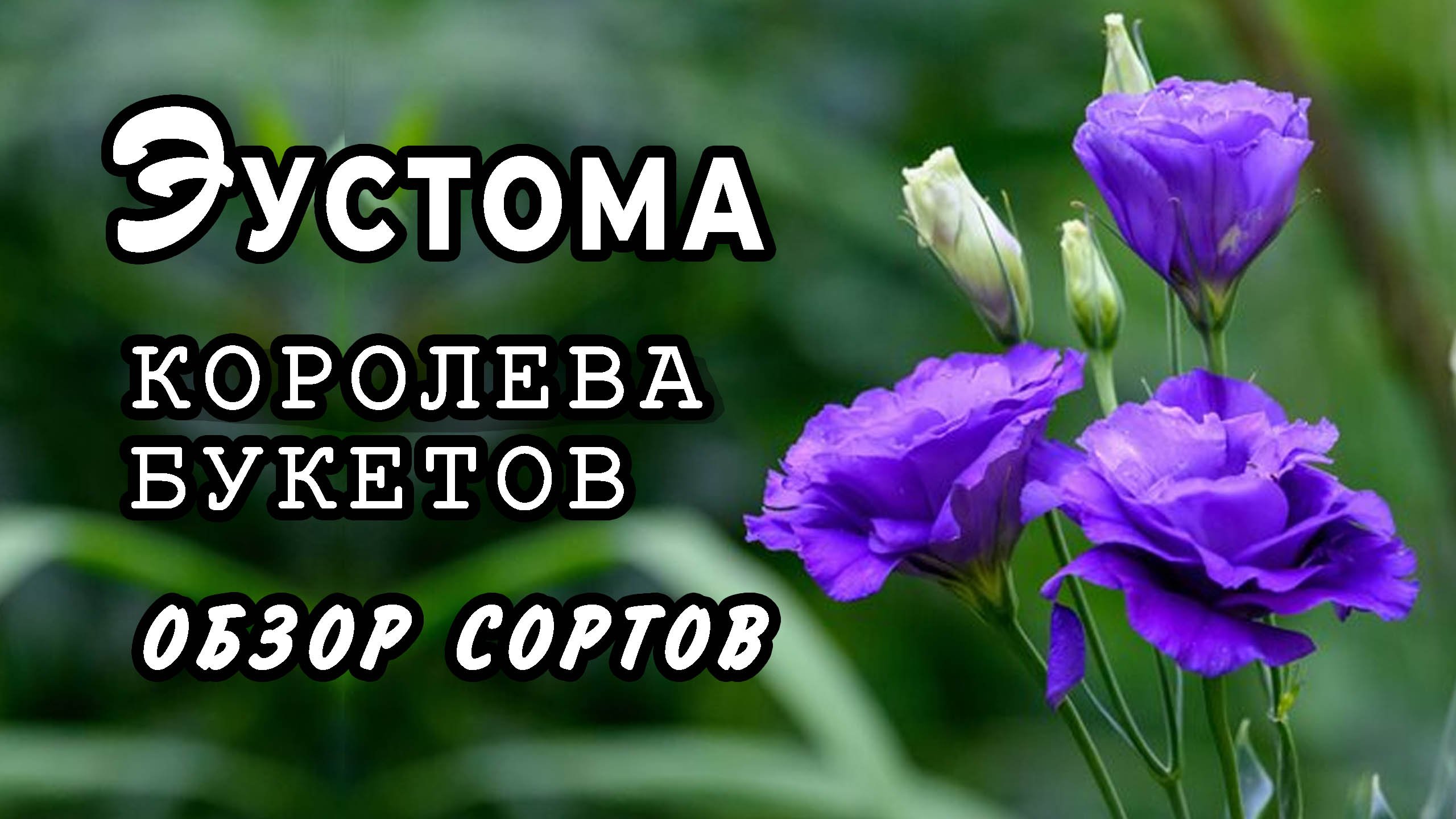 Эустома королева букетов Обзор новых сортов смотреть онлайн