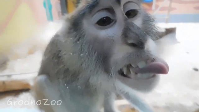 Темпераментная мартышка :)