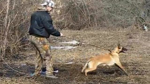 Дрессировка. Бельгийская овчарка. Защита. смотреть онлайн