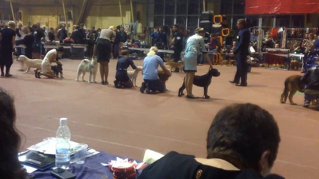 3/11/2013 CACIB Донецк Best Baby смотреть онлайн