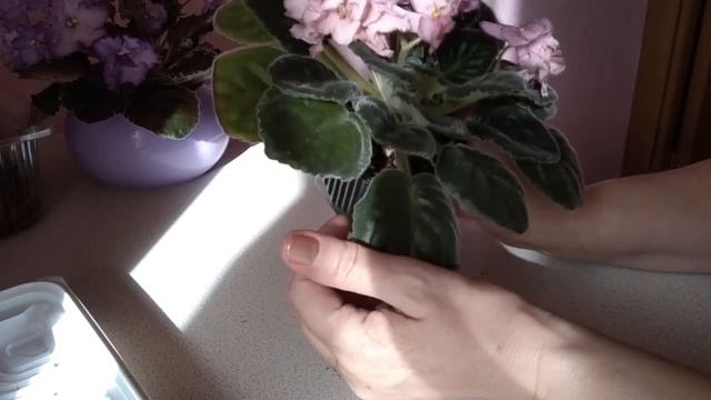 Фиалки . Весенняя пересадка плюс красивейший сорт из моей коллекции РМ Хрустальный перезвон смотреть онлайн