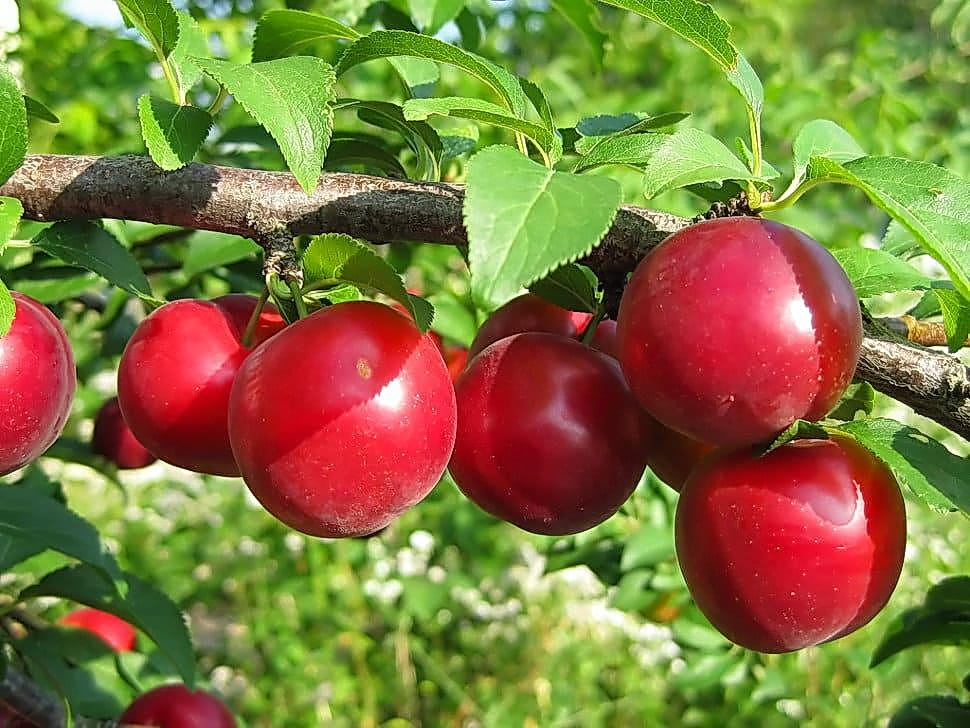 Райские яблоки....mp4 смотреть онлайн