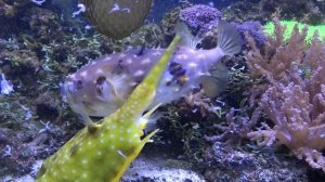 Час кормления в многовидовом морском аквариуме-Feeding time in a multi-species marine aquarium