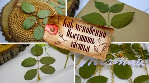 Как БЫСТРО засушить/высушить ЛИСТЬЯ  МГНОВЕННАЯ СУШКА ЛИСТЬЕВ  ДЛЯ гербария, поделок, декора!