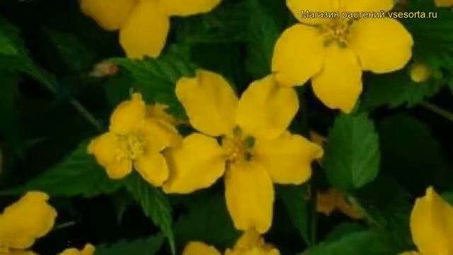 Керрия японская Голден Гинея. Краткий обзор, описание характеристик kerria japonica Golden Guinea смотреть онлайн