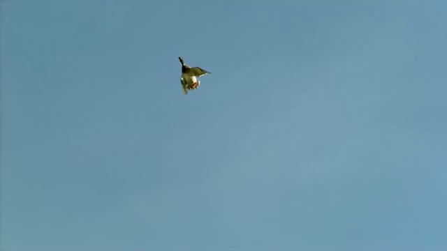 Benelli Super Black Eagle II Shotgun смотреть онлайн