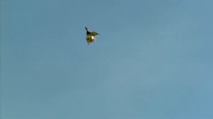 Benelli Super Black Eagle II Shotgun