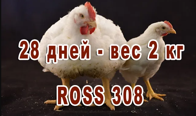 Взвешивание Росс 308 в 28 дней. Яйцо импортное, Венгрия.
