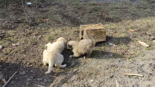 ПРИГОТОВЛЕНИЕ АППЕТИТНЫХ БЛЮД В НАШЕЙ ДЕРЕВНЕ Азербайджанская Кухня Деревенская Кухня  Рецепты