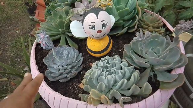 COMO EU CUIDO DA ECHEVERIA TOPSY TURVY DUAS MANEIRA DE CULTIVAR смотреть онлайн