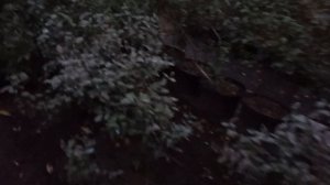 Почему плохо растёт голубика?
