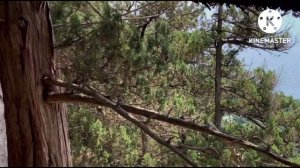 Курчатовская тропа. Ореанда, Крым.