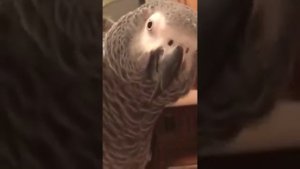 Общение попугая