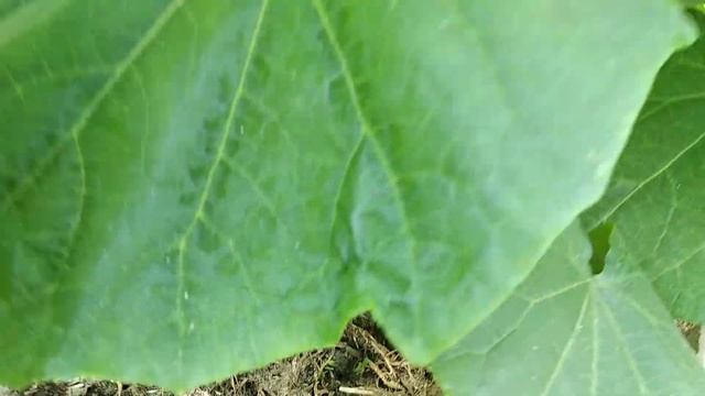 ОГУРЦЫ ВСЕГДА БУДУТ ХОРОШО РАСТИ ЕСЛИ СДЕЛАЕШЬ ТАК!!!|ПУХОВАЯ МУЛЬЧА ДЛЯ ОГУРЦОВ смотреть онлайн