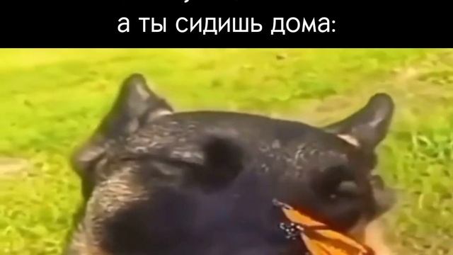 Собака с бабочкой на носу и мем смотреть онлайн