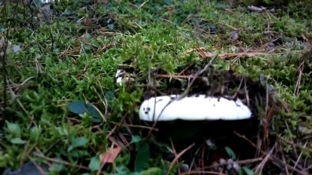 Wolliger Milchling Gift Pilz 10.2020 Brandenburg смотреть онлайн