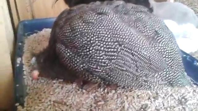 цесарка клюет корм для кроликов смотреть онлайн