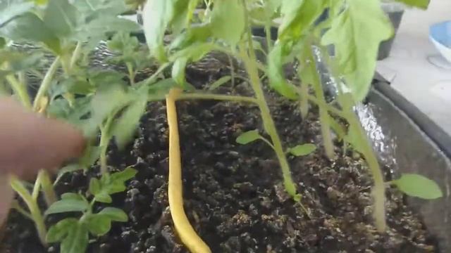 5. На Ямале. Рассада томатов через месяц. 28.04.2018г смотреть онлайн