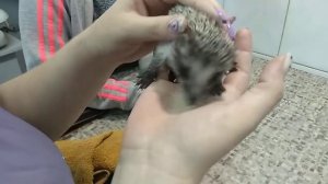 Ежик. Еженок в доме. Содержание еженка.
